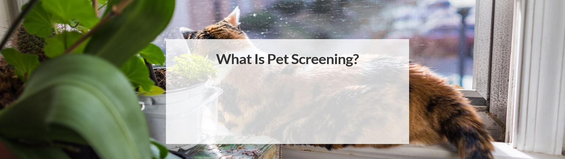 Phifer Pet Screening products. Pet Screen for patios, doors and windows.